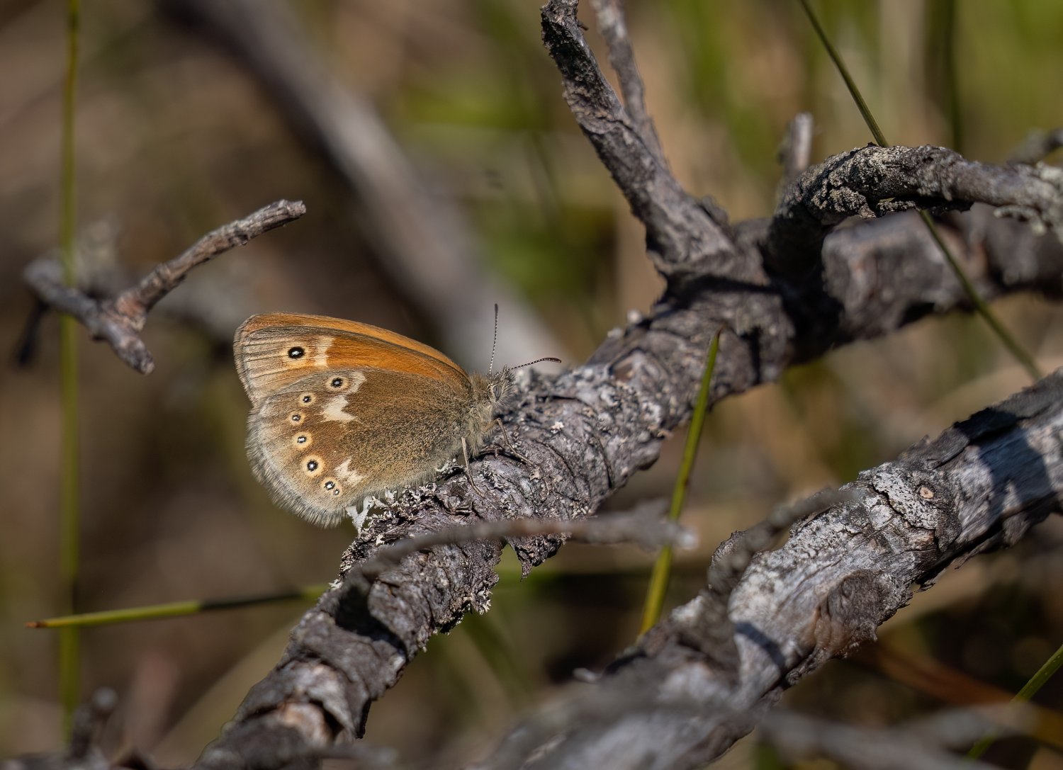 Starrgrädfjäril Traneröds mosse 230613.jpg