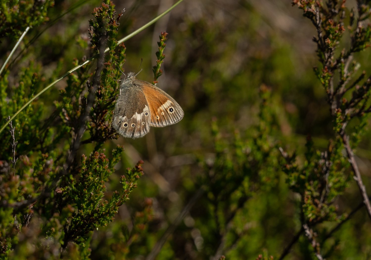 Starrgräsfjäril Traneröds mosse-1.jpg