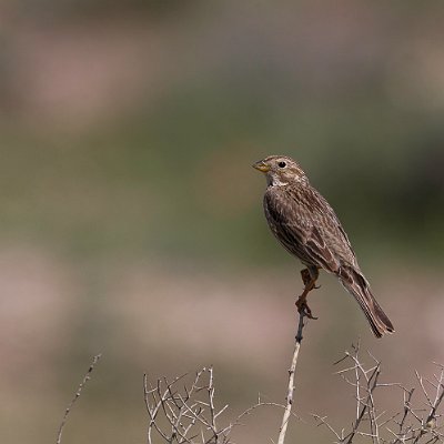 _AR_0095
