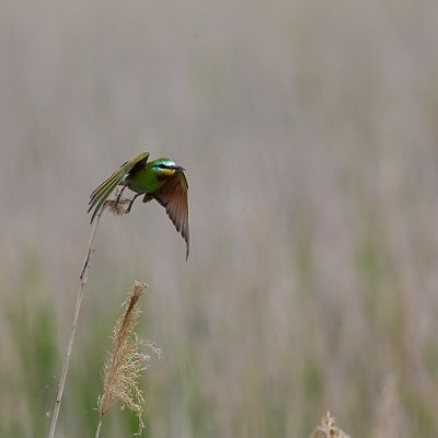 _AR_0664
