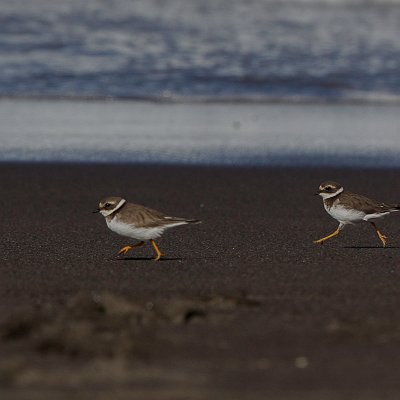 _AR_4684-2
