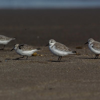 _AR_4695-2