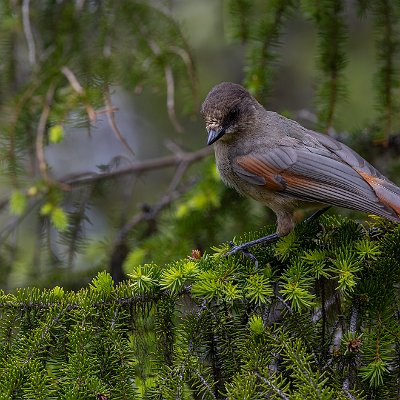 23062022-8C8A7713-Redigera