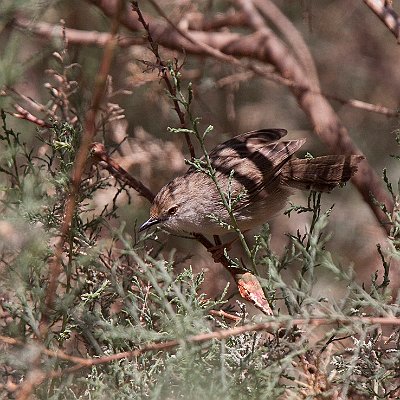 IMG_3813strekadprinia