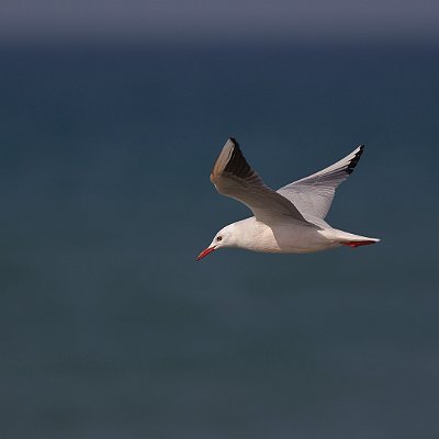 MAR_25421600
