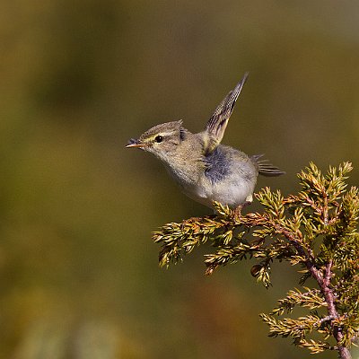 MAR_55361600