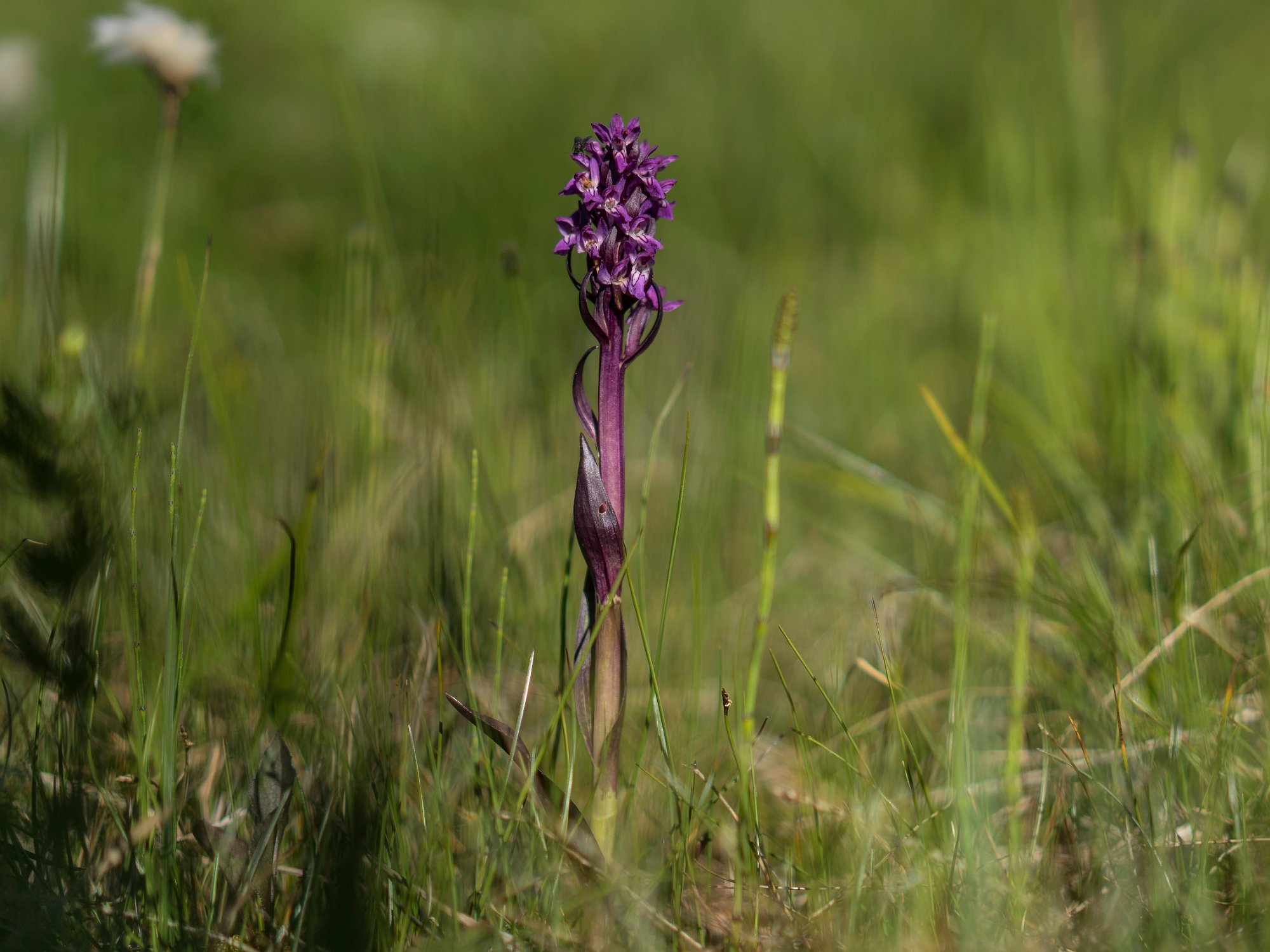 Blodnycklar