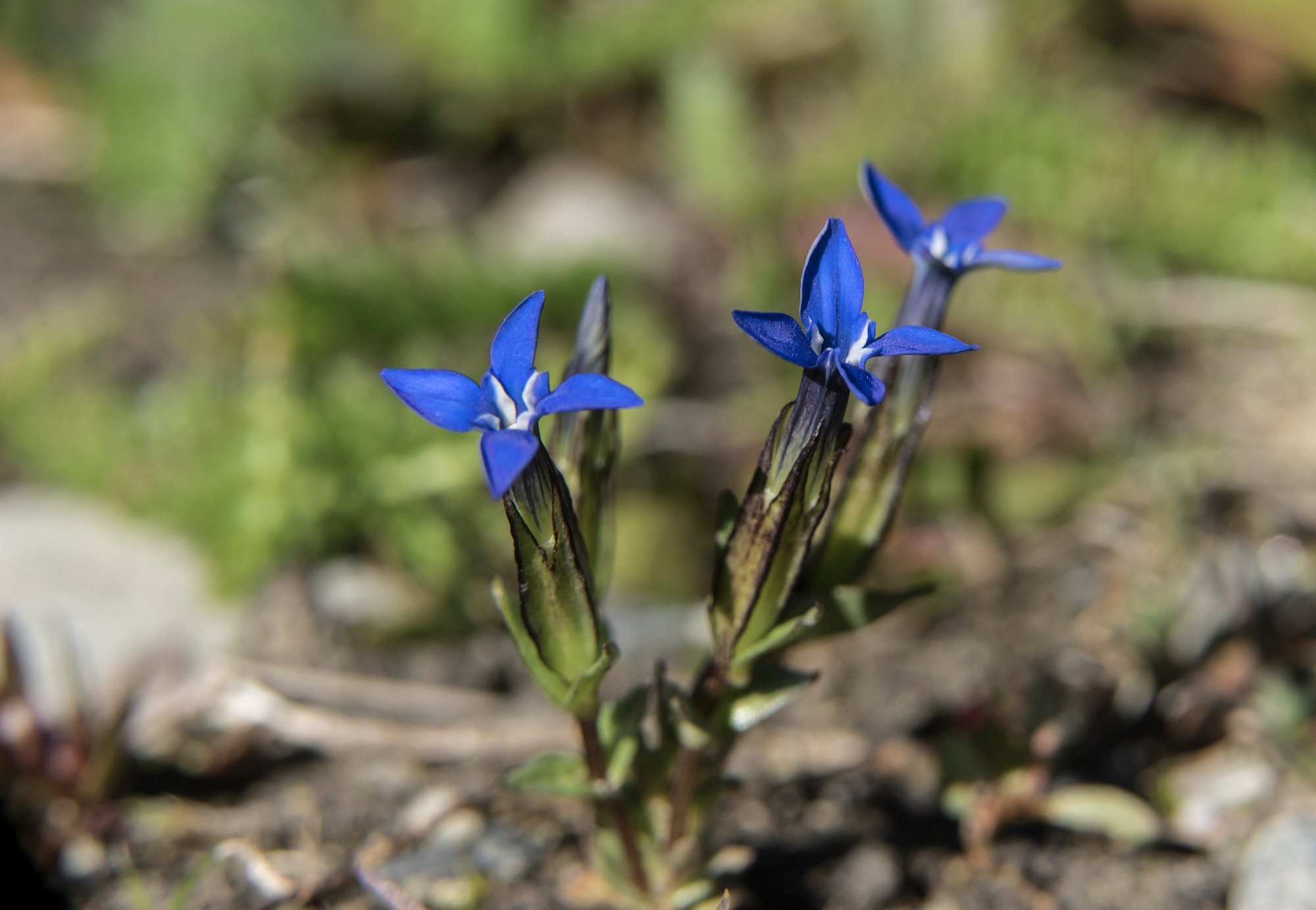 Fjallgenitana