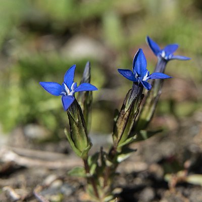 Fjallgenitana