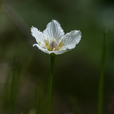 Slatterblomma