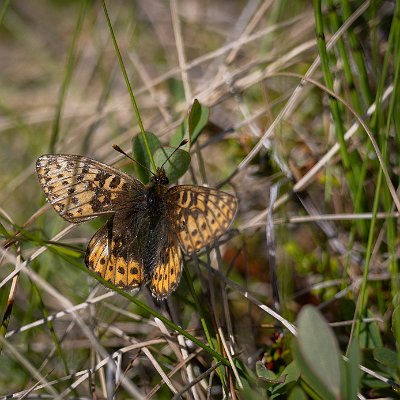 Frejas pärlemorfjäril Ö.Burvallen 2023 (2)