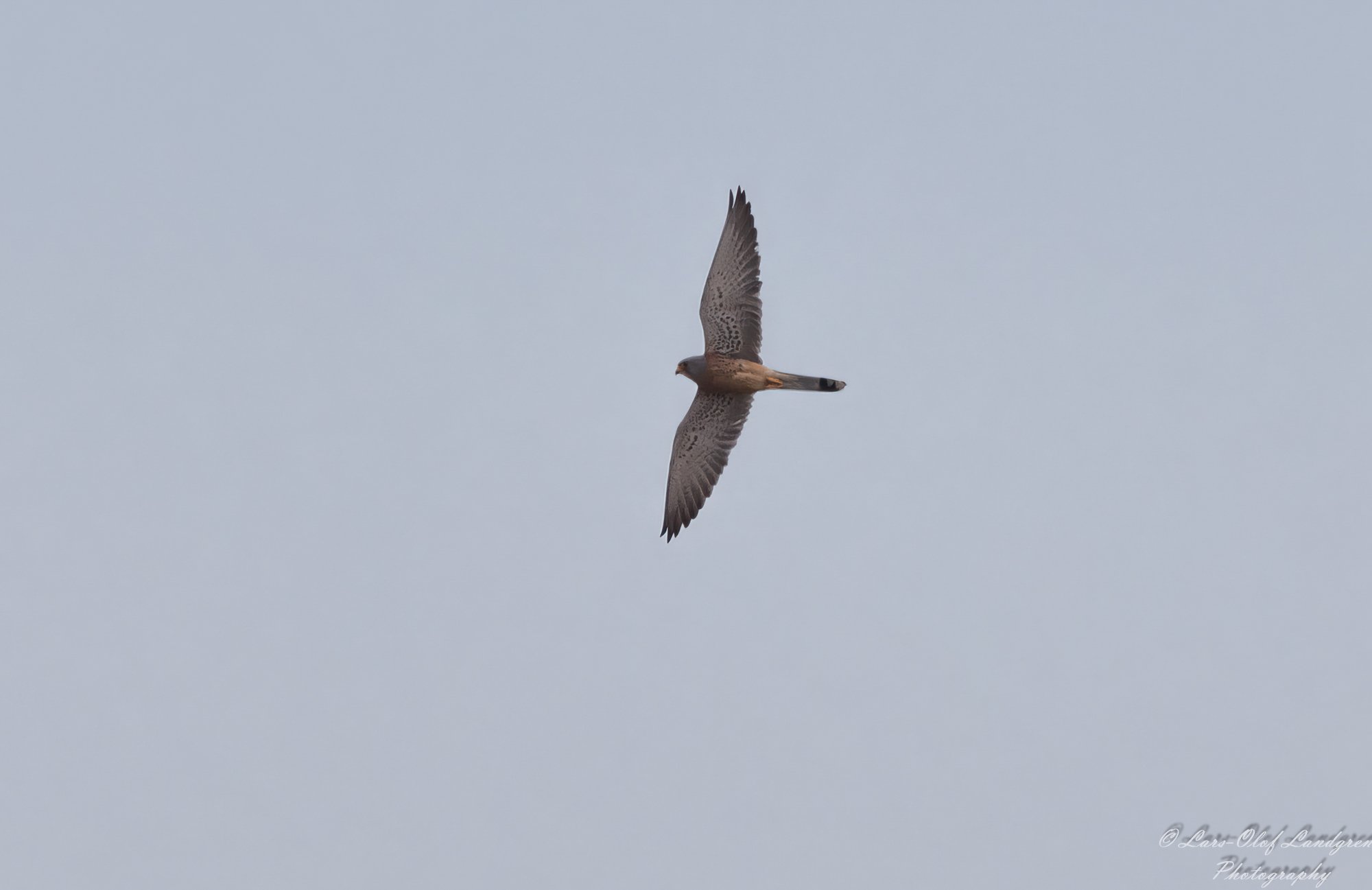 8C8A1509-Redigera