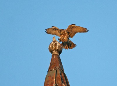 D JAKTFALK PÅ MAGLARPS KYRKA (EJ VELLINGE KOMMUN)