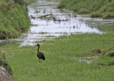 IMG_4517 BRONSIBIS VELLINGE ÄNGAR