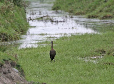 IMG_4645 BRONSIBIS VELLINGE ÄNGAR