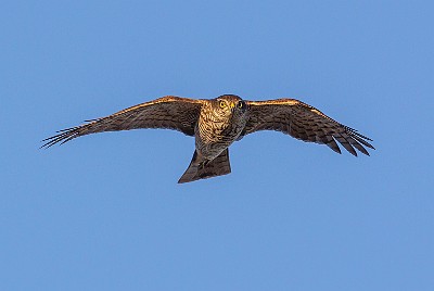 _AR_05201600 Sparvhök på Nabben.