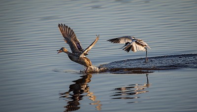 06062016-_DX_0773 Skärfläcka och gräsand.