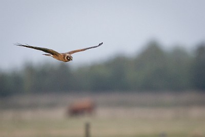 07092016-_DX_7553 Stäpphök Skanörs vångar.