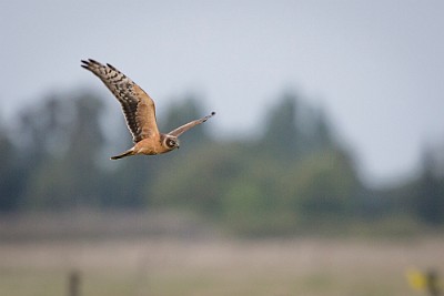 07092016-_DX_7556 Stäpphök Skanörs vångar.