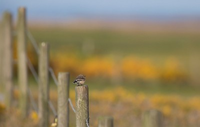 24102016-_DX_9204 Nunnestenskvätta Skanör.