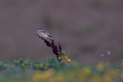 24102016-_DX_9266 Nunnestenskvätta Skanör.