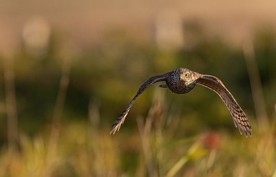 22092022-8C8A0647-Redigera Sparvhök