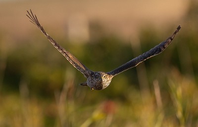 22092022-8C8A0649-Redigera Sparvhök