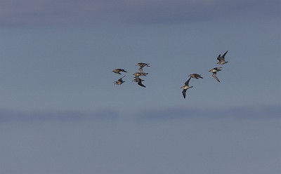 22092022-8C8A1043 Kustpipare