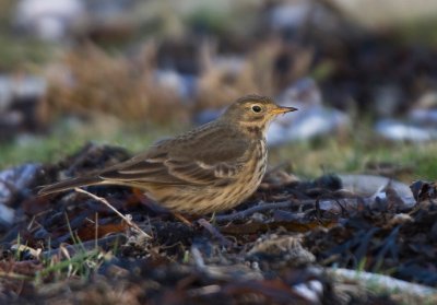 IMG_46671024 Hedpiplärka Årnäsudden i Halland.