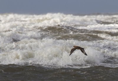 IMG_49161024 Storlabb skummeslövs strand.