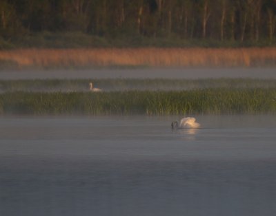 IMG_62071024 Tidig morgon vid Krankesjön.