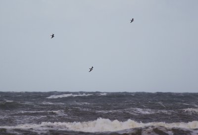 MAR_07131600 Bredstjärtade labbar Skummelövs strand.