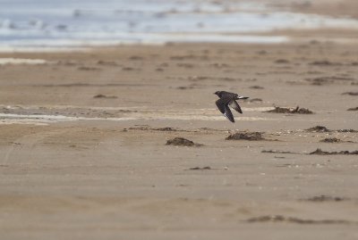 MAR_07431600 Kustlabb Skummelövs strand.