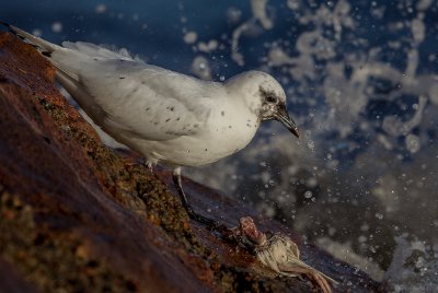 _AR_28441200 Ismås Båstad.