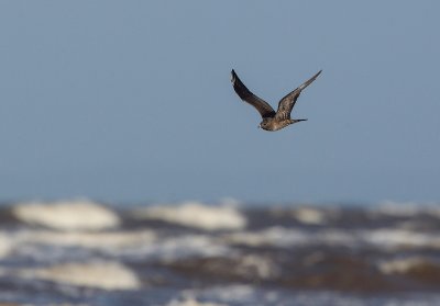 _AR_97821400 Fjällabb Skummeslövstrand.