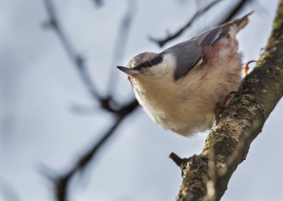 _AR_6376 Nötväcka Krankesjön.