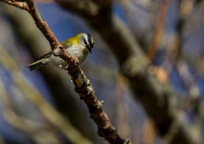 _AR_6717-Redigera-Redigera Brandkronad kungsfågel Smygehuk.