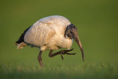 _DX_1966 Helig Ibis Ystad Skåne.