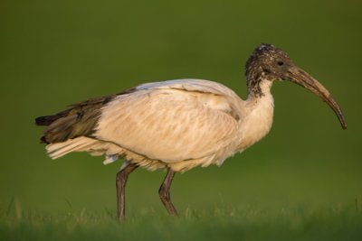 _DX_1972 Helig Ibis Ystad Skåne.