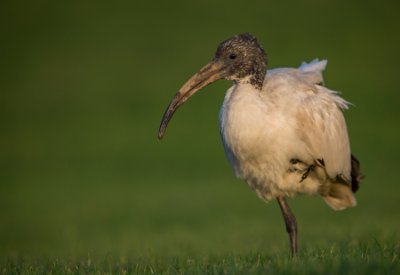 _DX_1995 Helig Ibis Ystad Skåne.