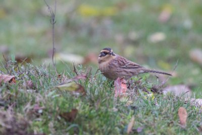 15102016-_DX_9081 Sibirisk järnsparv Brantevik skåne.