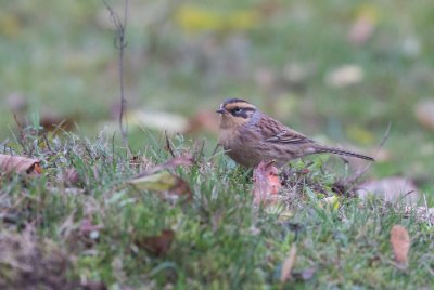 15102016-_DX_9084 Sibirisk järnsparv Brantevik skåne.