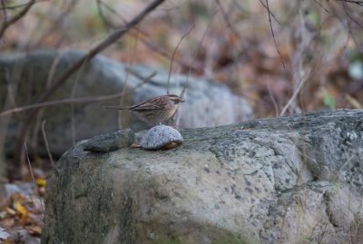 15102016-_DX_9130 Sibirisk järnsparv Brantevik skåne.