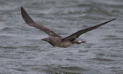 30092016-_DX_8761 Havssula Glommens sten.
