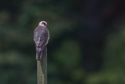 15072017-_DX_9986-2 Aftonfalk Krankesjön.