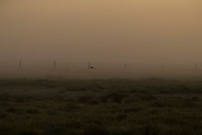 27052017-_DX_5878 Rödbena Vombs ängar.