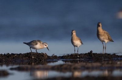 27082017-_DX_1306 Sandlöpare,spovsnäppa och brushane Trelleborg.