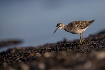 27082017-_DX_1361 Grönbena Trelleborg.