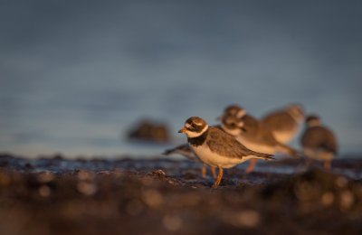 27082017-_DX_1568 Större strandpipare Trelleborg.