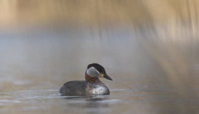 21032022-8C8A9013 Gråhakedopping.